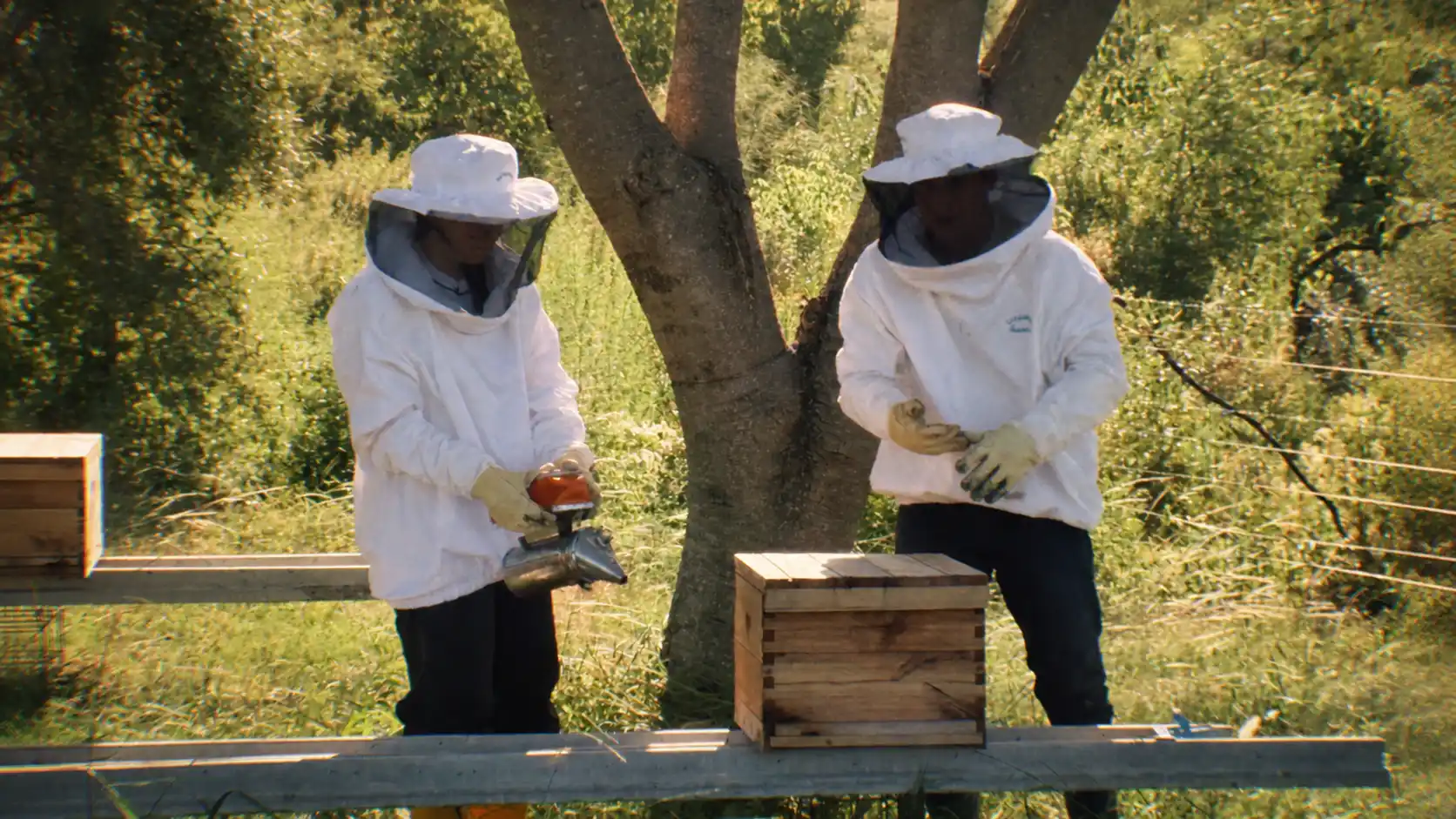 Apicultores de La Florada de San Pedro trabajando en las colmenas
